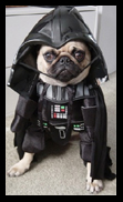 Petcetera Printable Coupon for 10% Discount on Pet Supplies