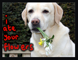 Canadian Coupons: Bloomex Flowers Delivery – 20% Discount Site Wide! 