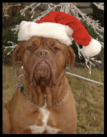 5 Hints And Tips On How To Save Money On Christmas Greeting Cards! 