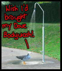 Buy 1 Get 1 Free Coupons For Dove Bodywash Dove Cream Oil Body Wash: Buy 1 Get 1 Free!!!!