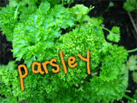 Recession Gardening: Grow Your Own Herbs!