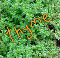 Grow your own herb garden! Recession Gardening: Grow Your Own Herbs!