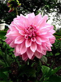Home Depot Coupon: Buy 1 Get 1 Free On Perennials!
