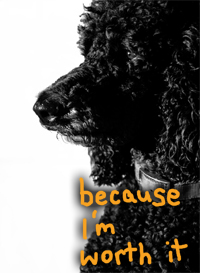 Poodle Petcetera Canada: Coupon For $5 Off $15 Or $10 Off $25!