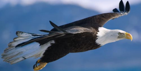 AE American Eagle: $10 off $40 Printable Coupon + Code