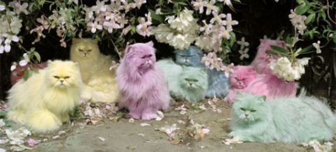 Cat Supply Coupons