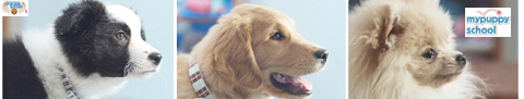 Mypuppyschool.ca Canadian Freebies