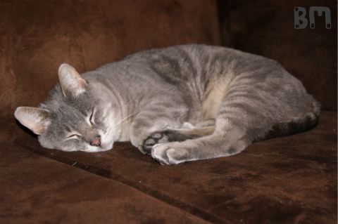 Petcetera: Spend $50 Receive a $25 Gift Card