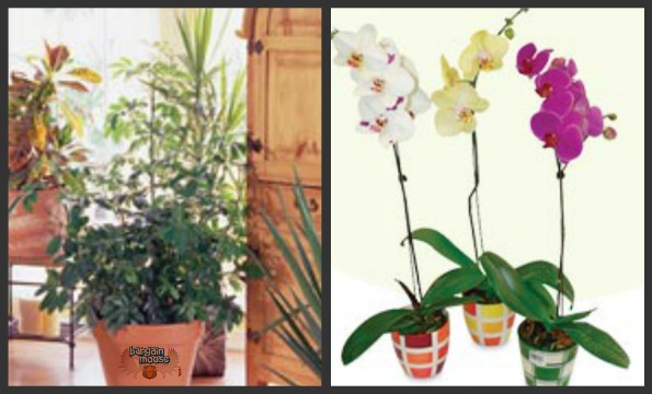 Home Depot: Save 25% Off Tropical Plants Coupon