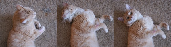 Petsmart: $10 off $40 Printable Coupon