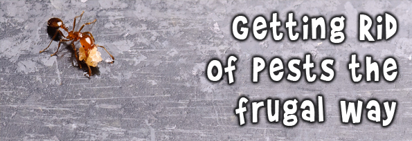 Getting-rid-of-pests How to get Rid of Common Indoor Pests the Frugal and Eco Friendly Way