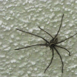 How to get Rid of Common Indoor Pests the Frugal and Eco Friendly Way