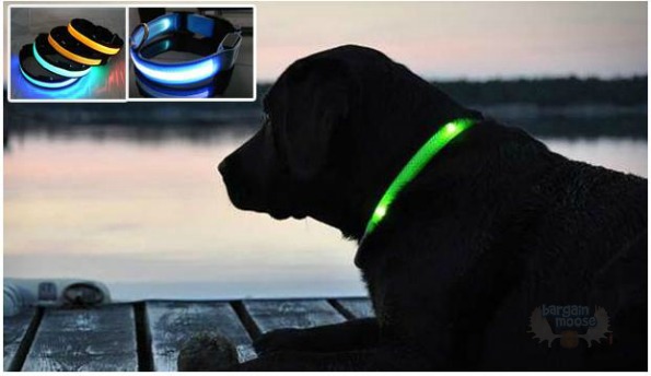 Parents Canada: LED Dog Collar For $12, Shipping Included ($29 Value) Photo Parents Canada: LED Dog Collar For $12, Shipping Included ($29 Value)