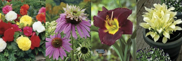 Veseys Canada: 33% Off Overstocked Spring Bulbs & Perennials