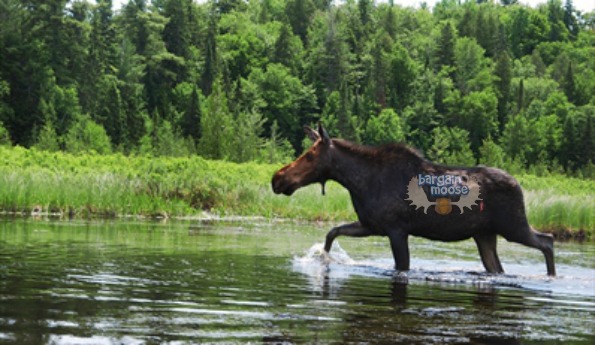 Travel Zoo: $300 Off an Algonquin Getaway For 2 Photo Travel Zoo: $300 Off an Algonquin Getaway For 2