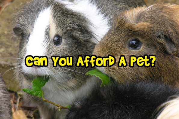 Can You Afford a Pet? Photo Can You Afford a Pet?