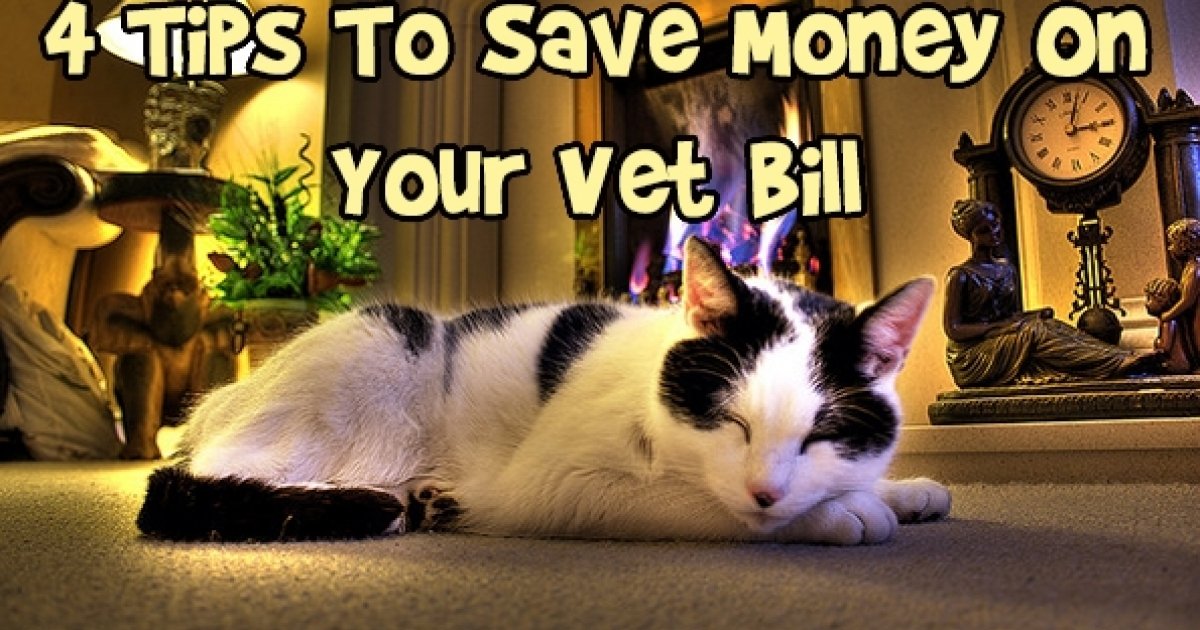 4 Tips To Save Money On Your Vet Bill