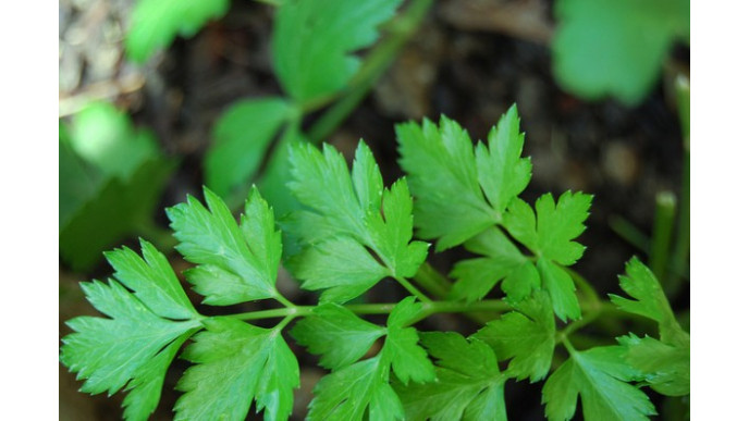 Shop.ca: Outsunny Greenhouse Only $79