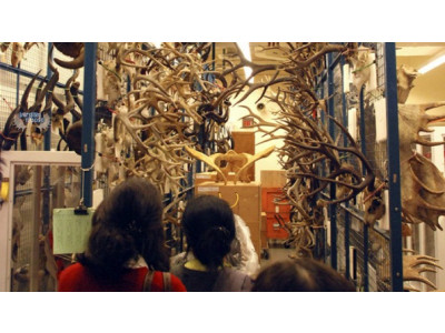 Royal Ontario Museum: Free Admission This Weekend