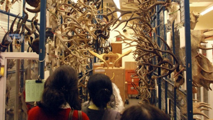 Royal Ontario Museum: Free Admission This Weekend