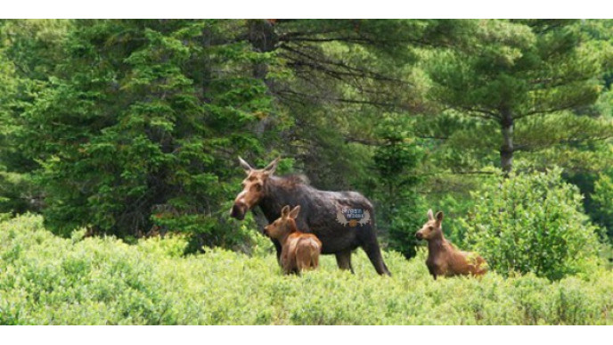 Travelzoo Canada: Algonquin 3-Day Adventure For 2 With Meals Only $700