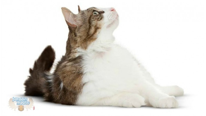 Pet Freebie: Free Can of Royal Canin Cat Food