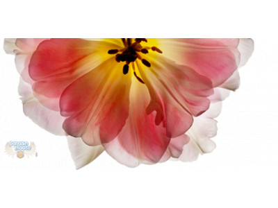 Pangea Organics Promo Code: 