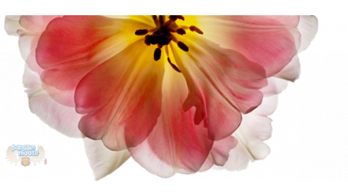 Pangea Organics Promo Code: 25% Off Spring Purifiers