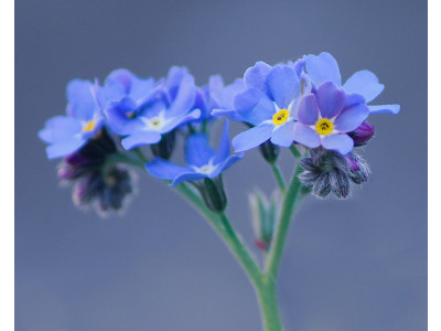 Pure Daily Essentials Canada Promo Code: 25% Off