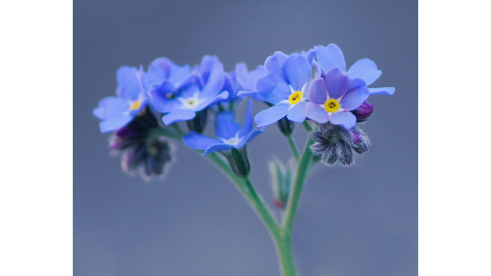 Pure Daily Essentials Canada Promo Code: 25% Off