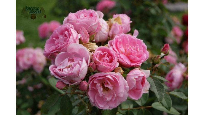 Wagjag Canada: $25 For $50 @ What A Bloom Canada