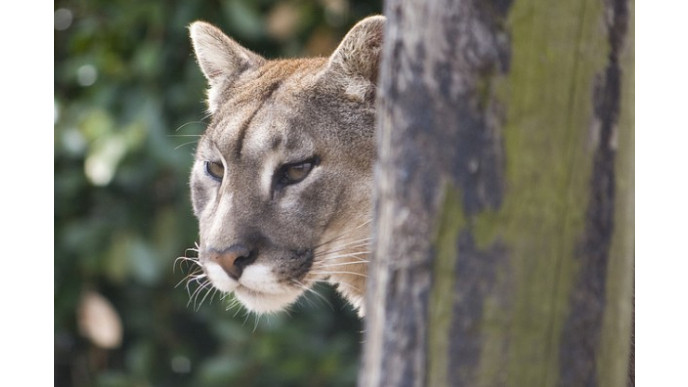 puma en canada