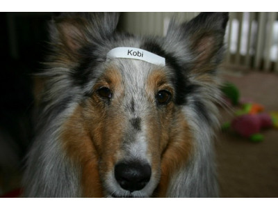 NCIX Canada: Brother P-Touch Electronic Labelling System Only $10