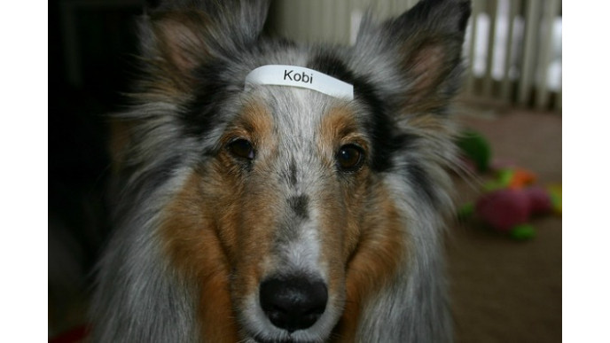 NCIX Canada: Brother P-Touch Electronic Labelling System Only $10