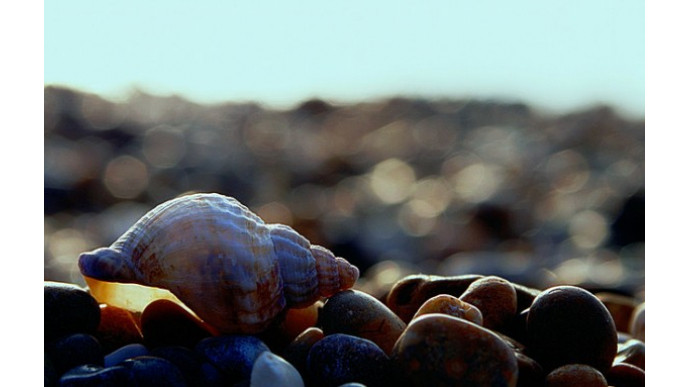 La Vie en Rose Canada: 50% Off Swimwear & More