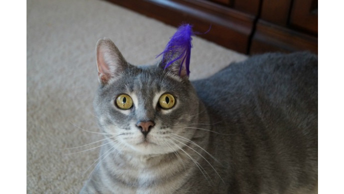 Pet Only Canada: Sale On Pet Supplies