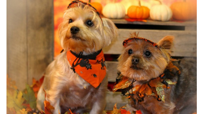 Petcetera Canada: Get a $25 Gift Card when you spend $50+