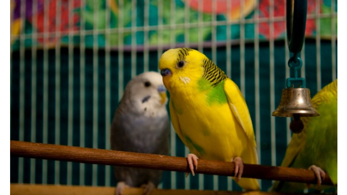 Amazon Canada: 75% Off Prevue Pet Products Parakeet Cage - Now $45