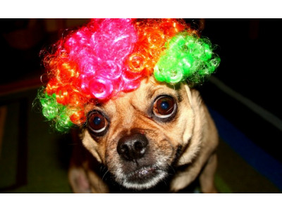 Costume Chik Canada Coupon: Exclusive 20% Off