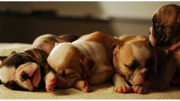 MyPuppy.ca: Free Gift with Sign up