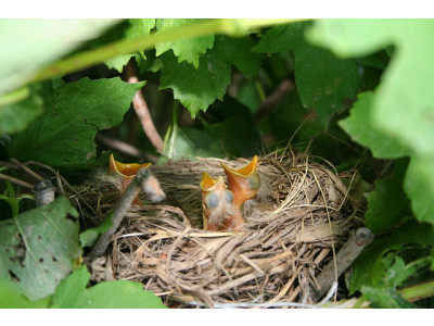 Amazon Canada: Summer Infant Monitoring System Only $189.99