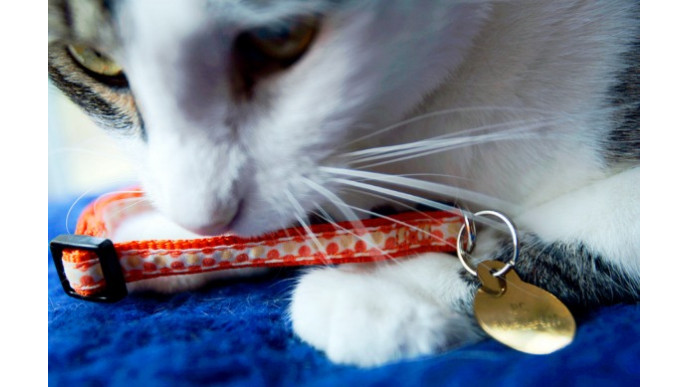 Petland Canada: Free Shipping On Pet Tags