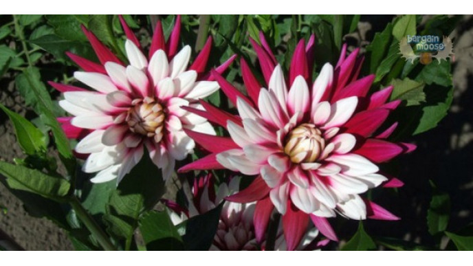Veseys Canada Promo Code: $50 Off Your $100 Spend On Fall Bulbs & Perennials