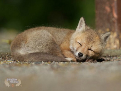 WagJag Canada: National Geographic For Kids Only $17