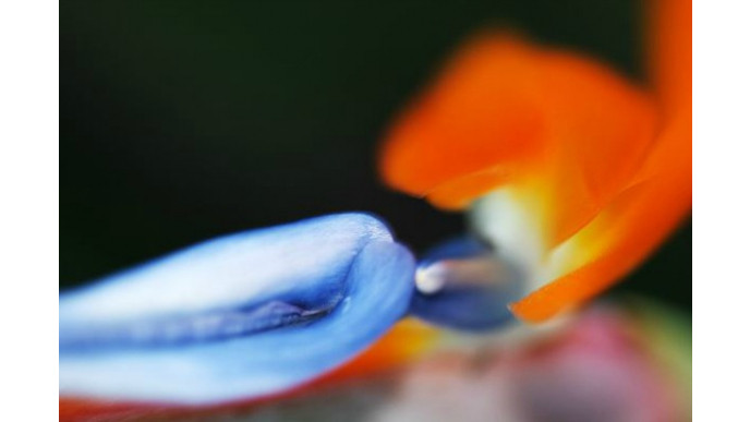 Canaflora Canada: 35% Off Birds Of Paradise + Free Shipping