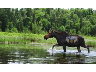 Travelzoo: $300 Off an Algonquin 