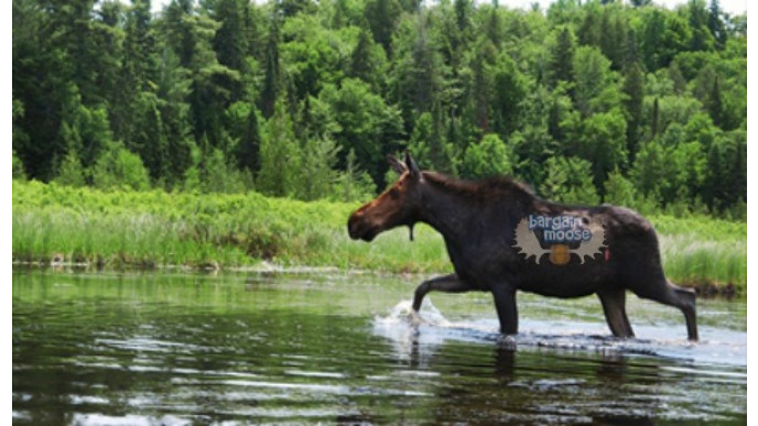 Travelzoo: $300 Off an Algonquin Getaway For 2