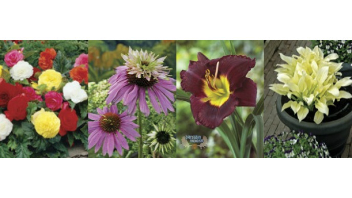 Veseys Canada: 33% Off Overstocked Spring Bulbs & Perennials