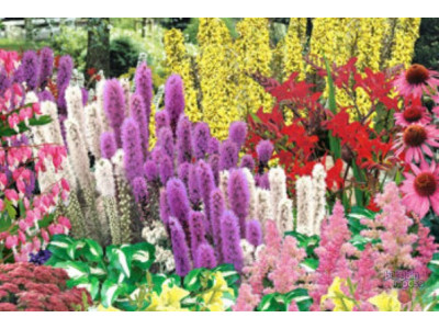 Costco Canada: $15 Off Effortless Perennial Garden