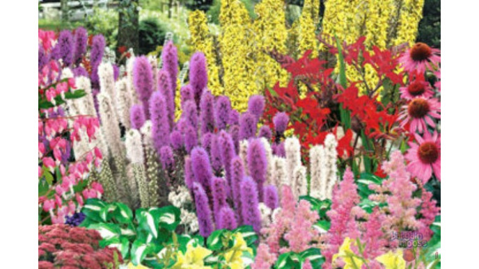Costco Canada 15 Off Effortless Perennial Garden